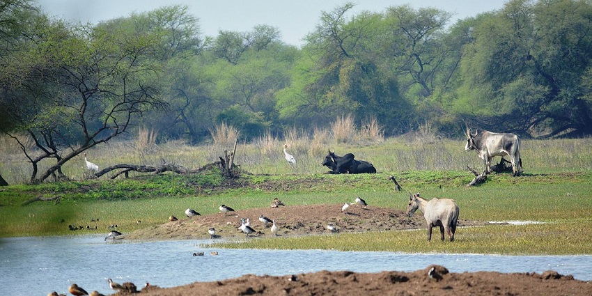 View of the lush landscapes inside the Bharatpur wildlife sanctuary