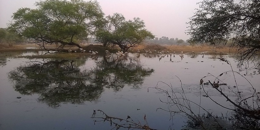 An image of birds at the lake surrounding Bharatpur Bird Sanctuary in Rajasthan