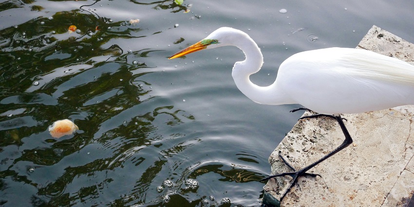 Bharatpur Bird Sanctuary is home to a diverse variety of birds, perfect for birdwatching.