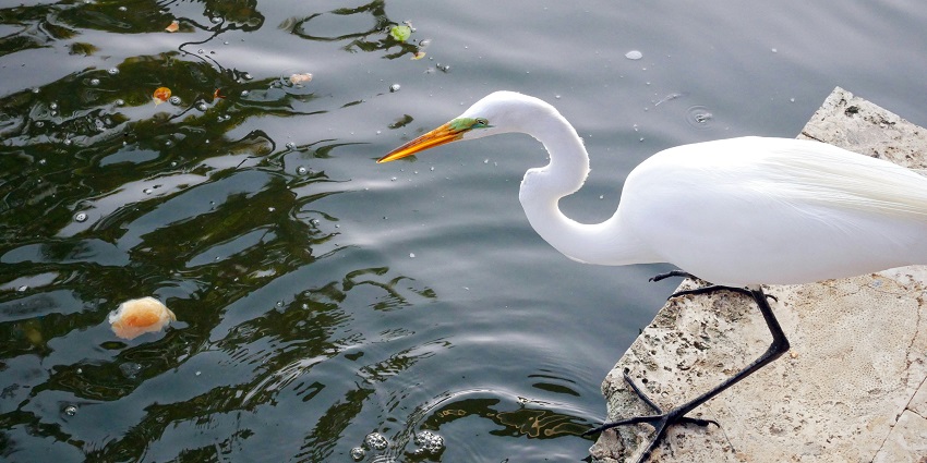 Bharatpur Bird Sanctuary is home to a wide range of wildlife like Sarus Crane and Nilgai