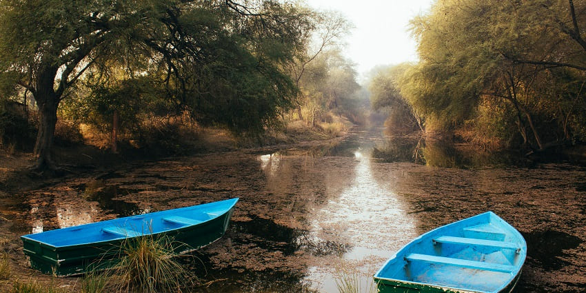 An image of a misty and foggy winter sunrise at the quaint Bharatpur National Park.