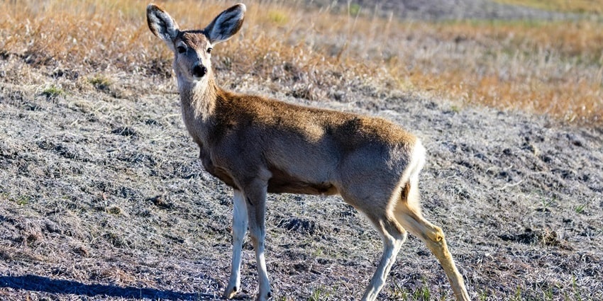 A deer spotted at the sprawling lush green lawns of the famous Bharatpur National Park.
