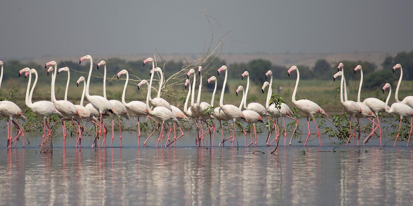 Bird Sanctuary is among the best tourist places in Baramati featuring flamingos, wetlands, and unique boat rides.