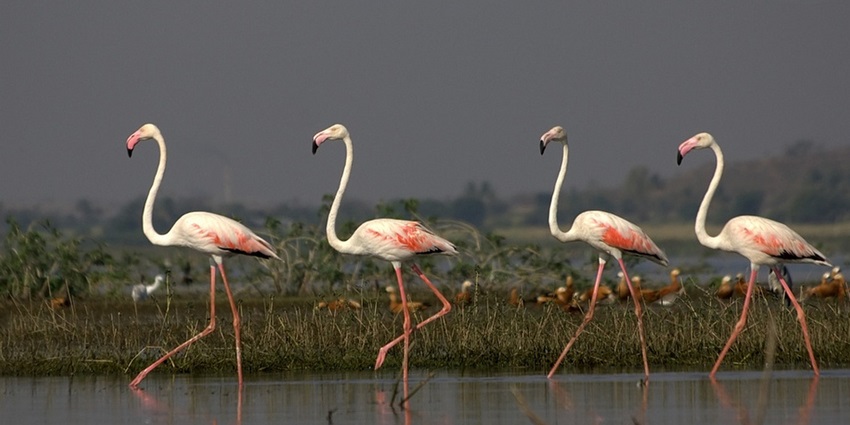 Bhigwan Bird Sanctuary offers flamingos, migratory birds, and boat safaris