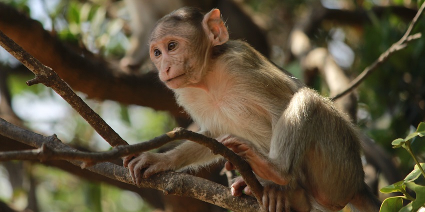 Bhimashankar Wildlife Sanctuary has diverse flora, fauna, and scenic hiking trails.