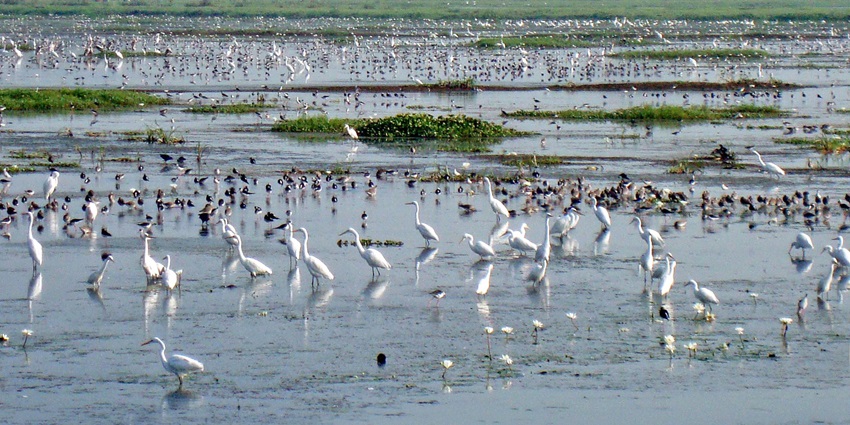 Enjoy birdwatching at the serene Lolleru Lake located in the city of Bhimavaram.