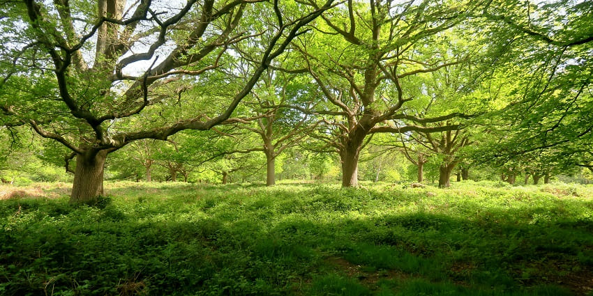 Bhimbandh Wildlife Sanctuary is one of the most popular wildlife sanctuaries in Bihar.