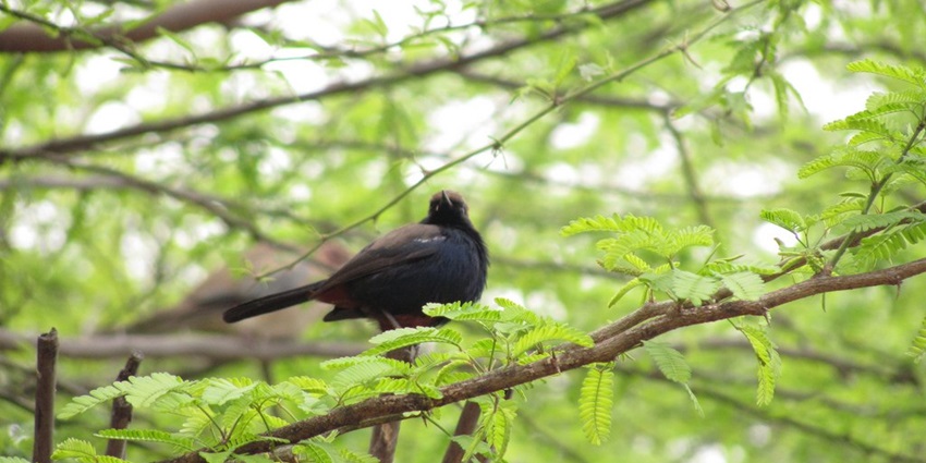 Image of a black colour bird sitting on a branch surrounded by lush greenery