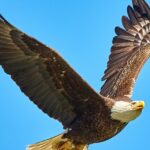 A fascinating view of a fierce eagle flying in the clear blue sky during the daytime.