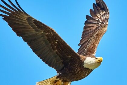 A fascinating view of a fierce eagle flying in the clear blue sky during the daytime.