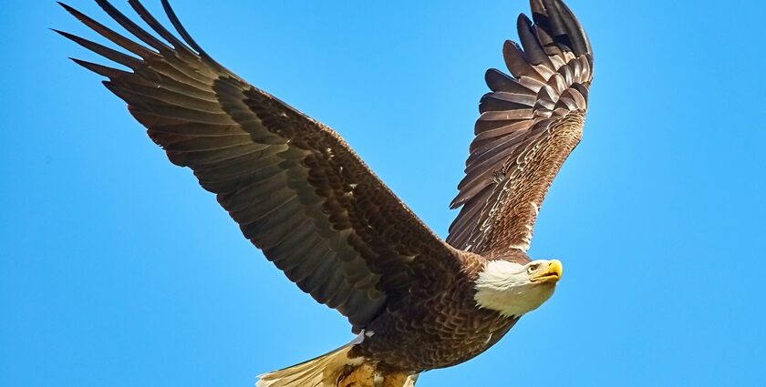 A fascinating view of a fierce eagle flying in the clear blue sky during the daytime.