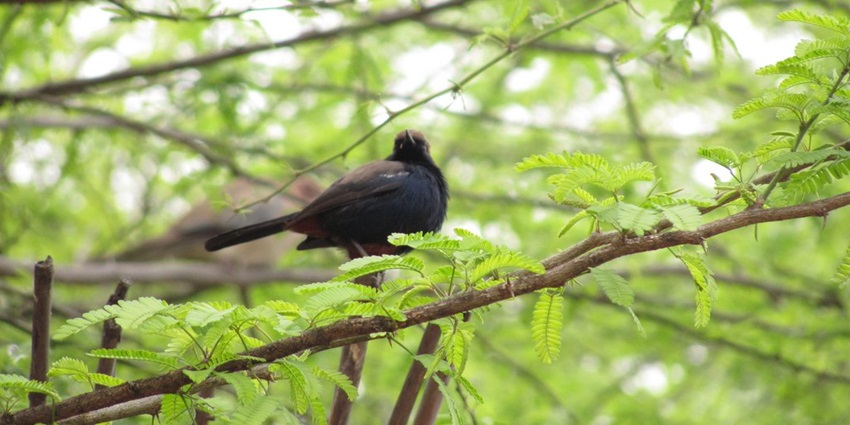 A breathtaking view of a small black bird perched on a lush green tree during the day.