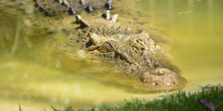 A glimpse of a crocodile swimming in the azure waters of Bhitarkanika tourist attraction.