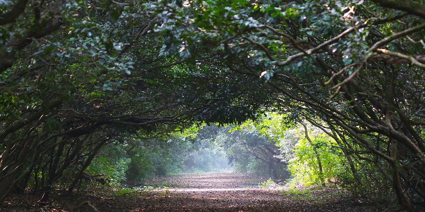 Bhitarkanika National Park is among the best places to visit for wildlife enthusiasts.