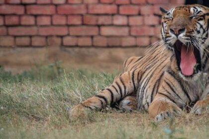 Beautiful Image of the Royal Bengal Tiger in the Bhiwani Zoo amdist the serene environment of the zoo.