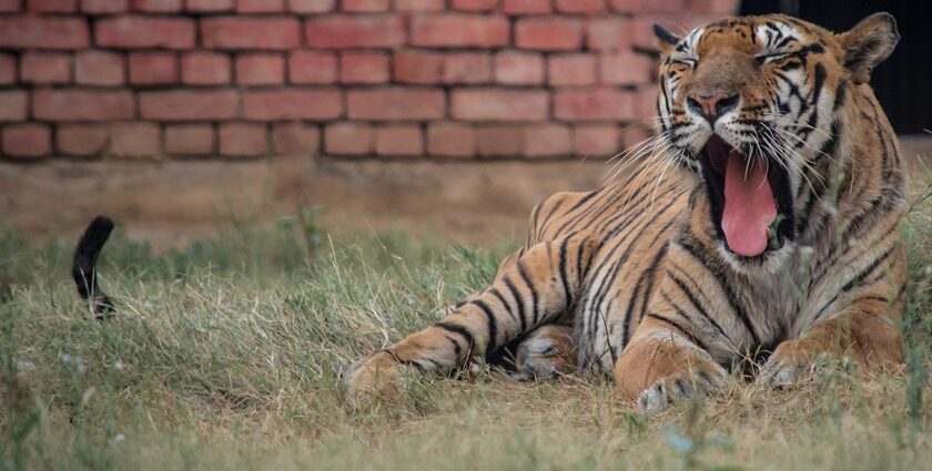 Beautiful Image of the Royal Bengal Tiger in the Bhiwani Zoo amdist the serene environment of the zoo.