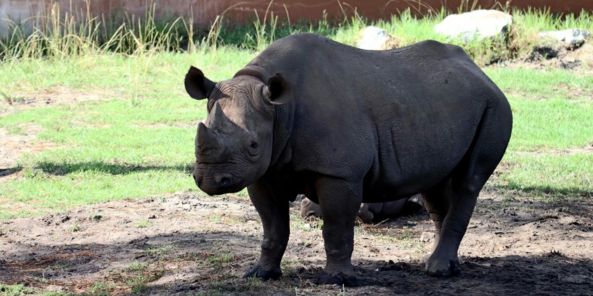 Snapshot of the beautiful Rhinosorus amidst the scenic setting of zoo in haryana