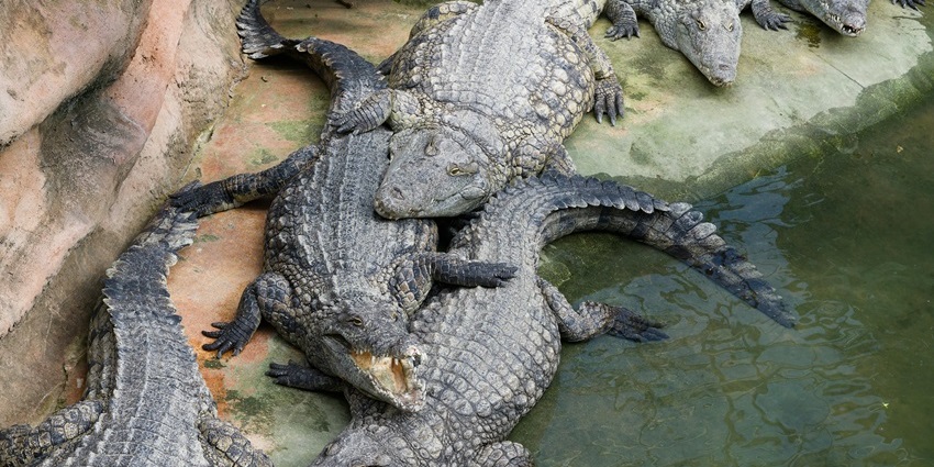 View inside Bhor Saidan Crocodile Farm, another one of the places to visit in Kurukshetra