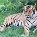 A picture of a tiger in the Bhoramdev Wildlife Sanctuary, along with other wild animals.