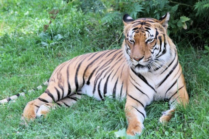 A picture of a tiger in the Bhoramdev Wildlife Sanctuary, along with other wild animals.