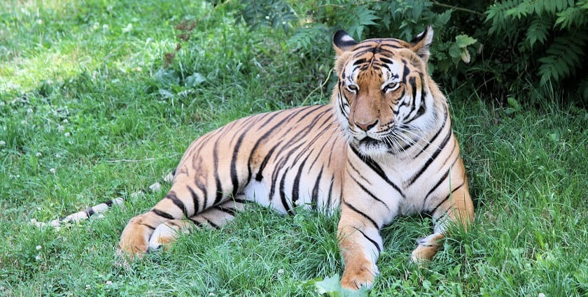 A picture of a tiger in the Bhoramdev Wildlife Sanctuary, along with other wild animals.