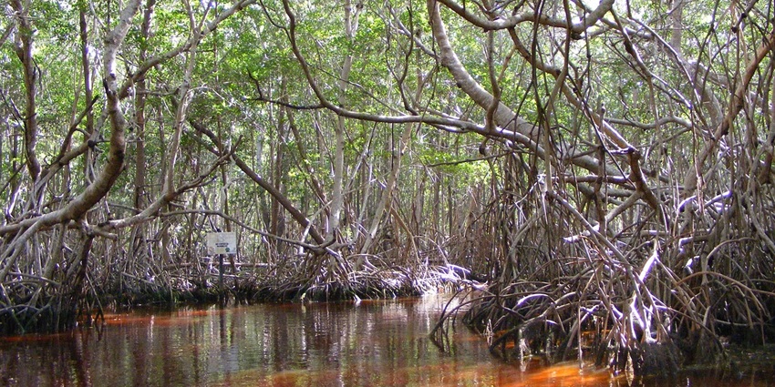Bichitrapur Mangrove Sanctuary is located on the confluence of River Subarnarekha.