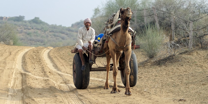 An image showing a man with a camel-drawn cart on a desert road near Bikaner, India.