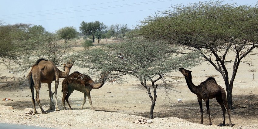 Bikaner, Rajasthan desert safari features dunes, and starry night skies