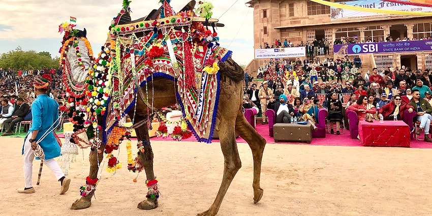 Bikaner Camel Festival features races, contests, and folk performances celebrating camels