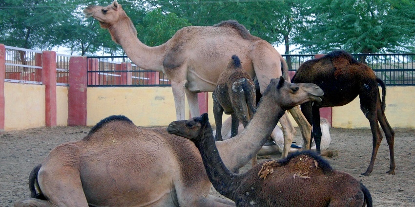 A panoramic view of the camel farm in Bikaner, one of the best zoos in Rajasthan.