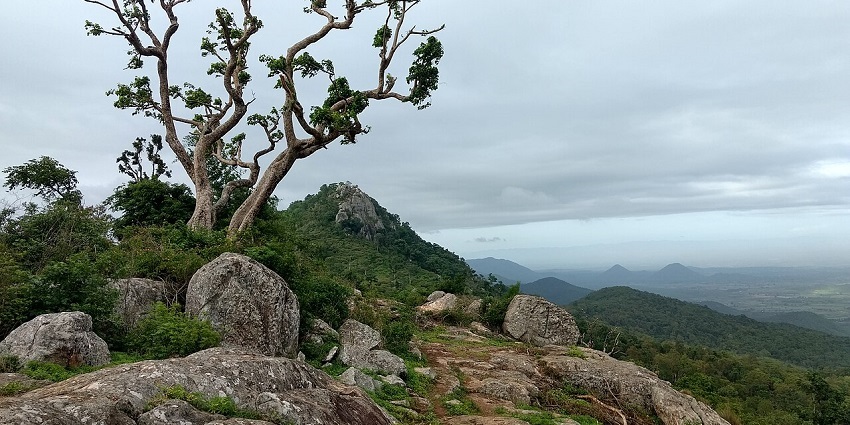 Biligiri Rangaswamy Temple Reserve is famous for housing some endangered species.