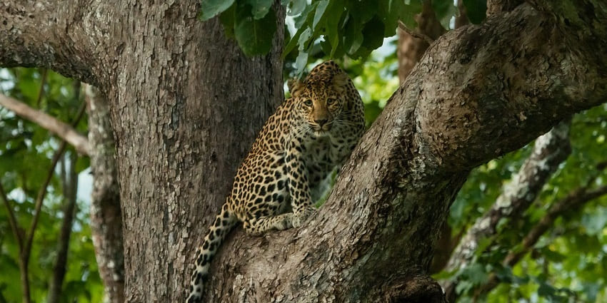 A leopard in the BR Hills of Karnataka, resting among dense foliage.
