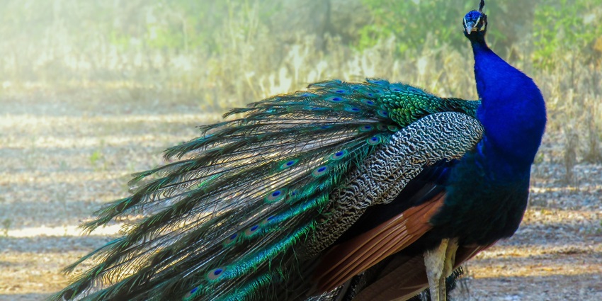 Snapshot of the beautiful peacock in its fullest showcasing its feathers in the zoo in Haryana