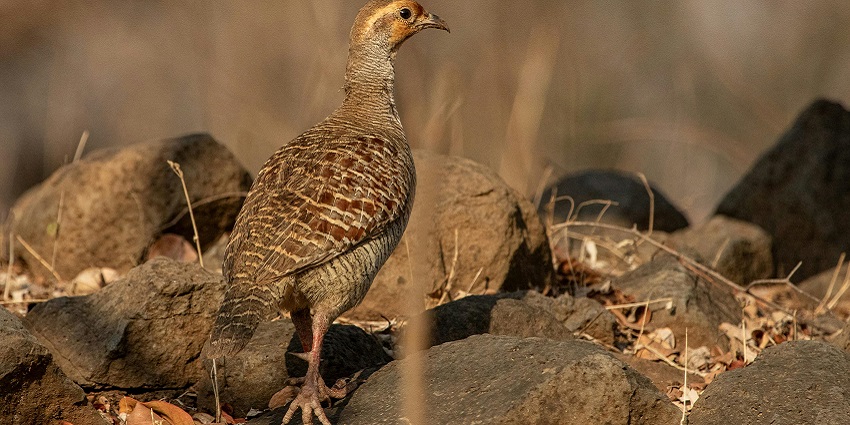 Bir Bhunerheri Wildlife Sanctuary is home to numerous doves, partridges and parakeets
