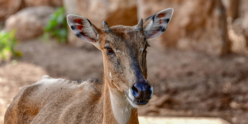 Bir Moti Bagh Wildlife Sanctuary is one of the best wildlife sanctuaries in Punjab