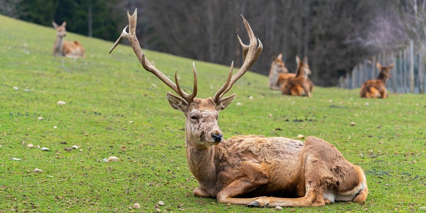 Image of fallow deer red deer doe hirsch sitting on green grass field during day time