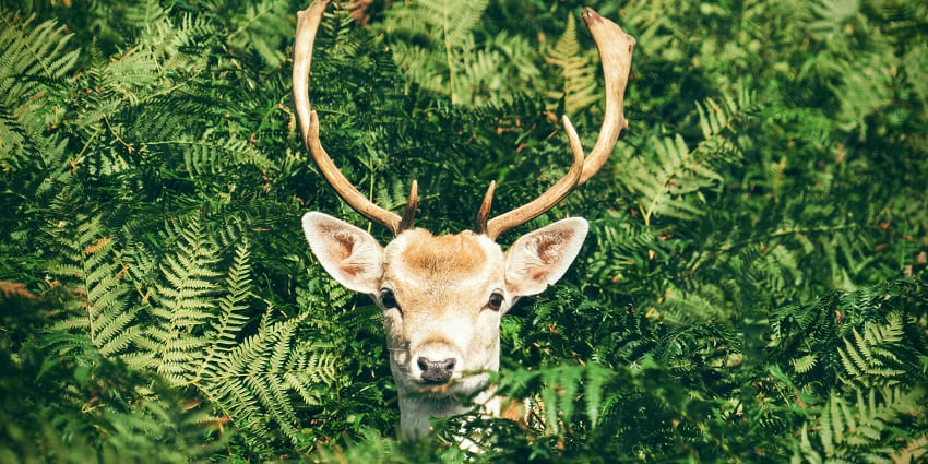 Bir Talab Mini Zoo is a green zoo with deer safari and nature trails near Bathinda.