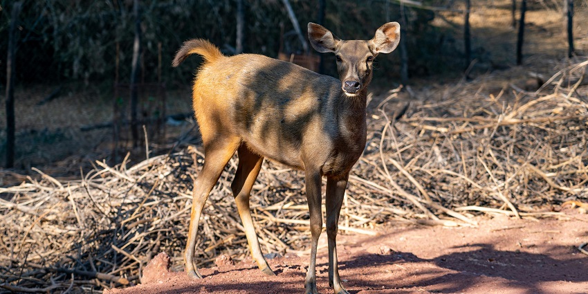 Bir Talab Zoo is a safe haven for a plethora of animals, reptiles and birds.