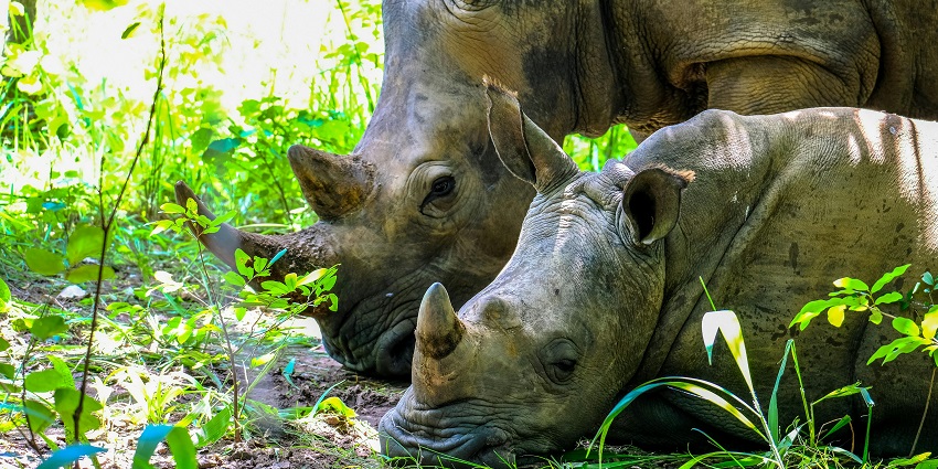 A rhinoceros near a body of water, showcasing wildlife in a natural setting.
