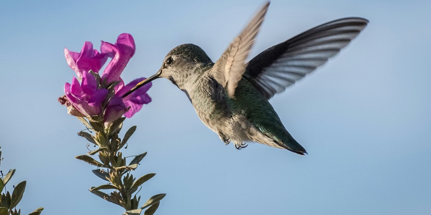 Bird sanctuary with diverse bird species in their natural habitat, surrounded by lush vegetation.