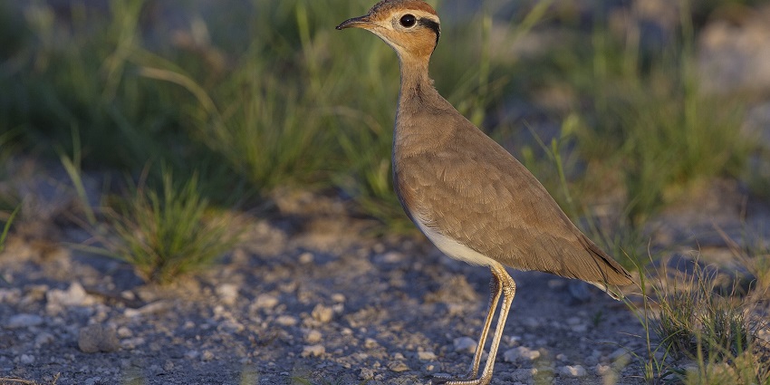 Enjoy birdwatching on your visit to Srisailam Wildlife Sanctuary in Andhra Pradesh.
