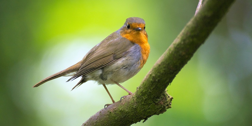 Bird watching is one of the best things travellers can do in Palamu National Park.