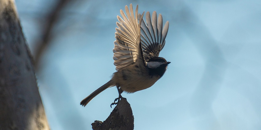 People using high-megapixel cameras to spot rare birds in Chilka Wildlife Sanctuary.