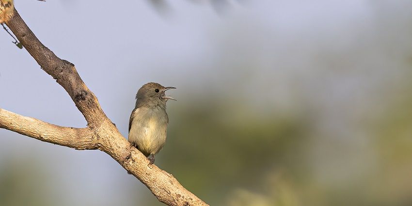Get a glimpse of the variety of bird species in at this paradise known for its biodiversity.