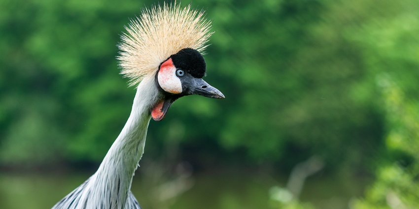 Bird Watching is the best thing to do in the forests of Kudremukh