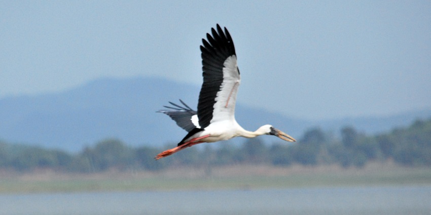 A colourful bird flying in Udanti Wildlife Sanctuary, surrounded by lush greenery.