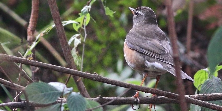 Khonama bird sitting on a tree branch in the lush forest of Lakhari Valley