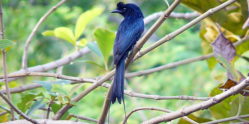 A Racket-tailed Drongo sitting on the tree branch, famous for its mimicking feature.