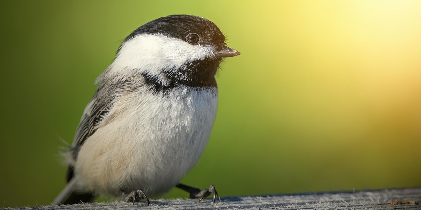 Watch a diverse range of birds on your visit to this sanctuary in Eluru, Andhra Pradesh.