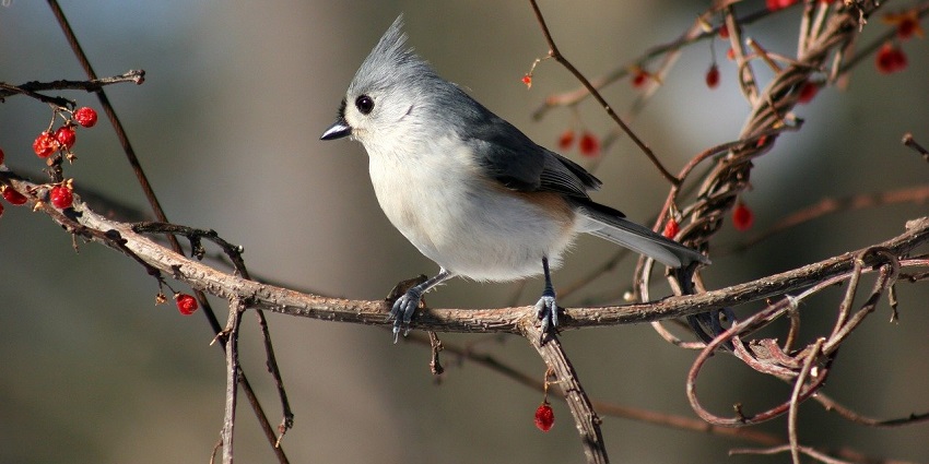 Enjoy bird watching at this wildlife sanctuary to view a wide variety of avian species